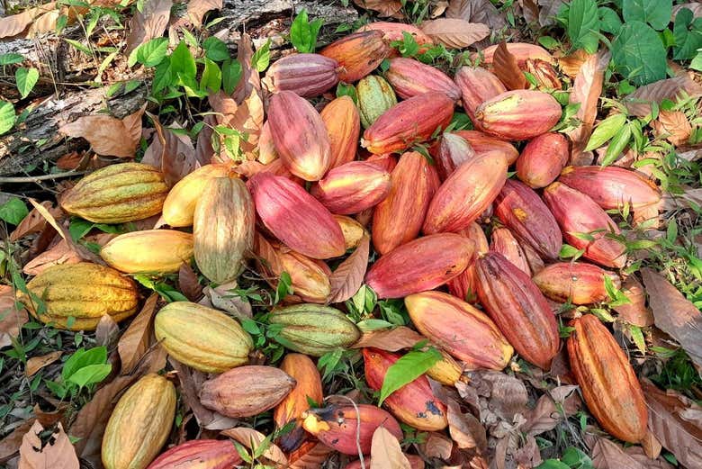 Visita una Finca de Cacao de San Pedro de Columbia, San Pedro ...