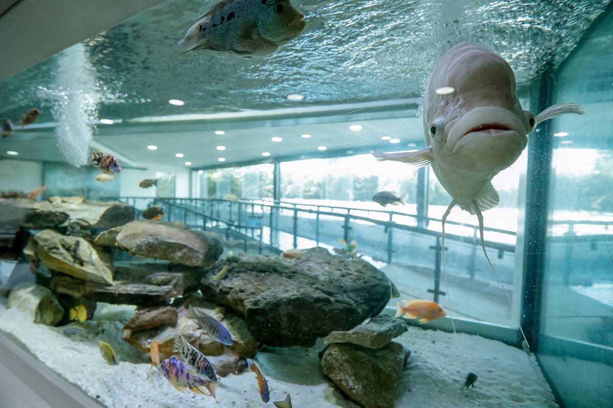 Acuarios de São Paulo Para Conocer Pececitos y Hasta Tiburones