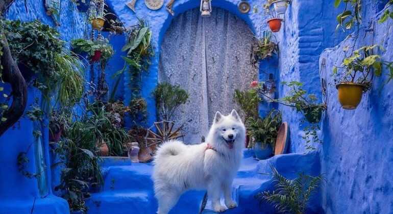Visita Guiada por Chaouen