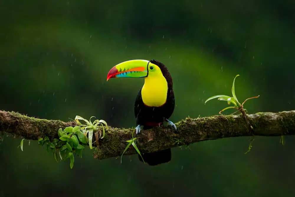 Aves de Arenal Costa Rica Que Puedes ver en Mistico Park