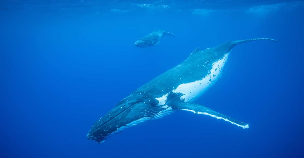 Avistamiento de Ballenas en Río de Janeiro |