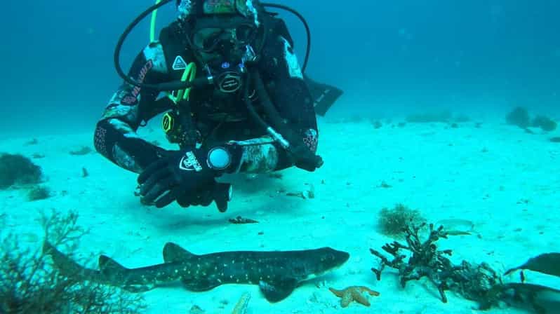 Ciudad del Cabo: Experiencia de Buceo para Principiantes ...
