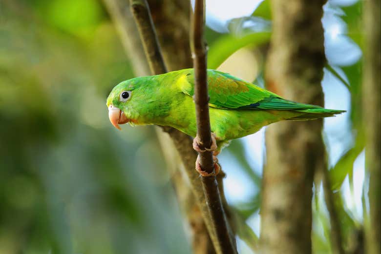 Avistamiento de Aves en la Reserva Fundación Loros Desde Cartagena ...