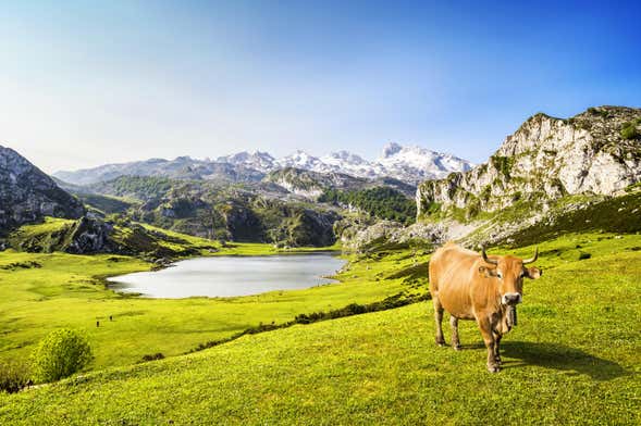 Excursión A Covadonga en Grupo Reducido, Oviedo - Civitatis.com