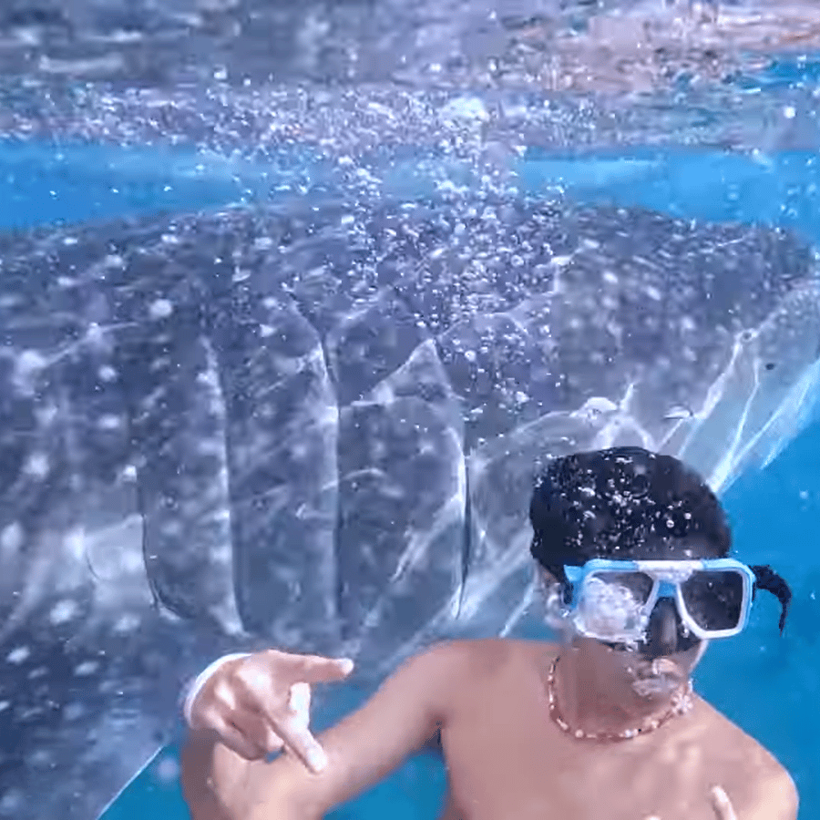 Cebú: Excursión a Oslob Con Tiburón Ballena y Moalboal Con Esnórquel