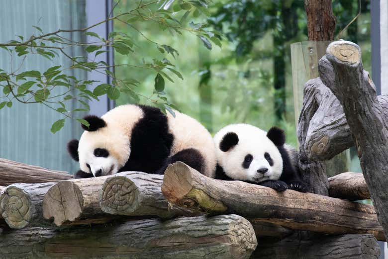 Excursión al Gran Buda de Leshan + Reserva de Pandas de Chengdú ...