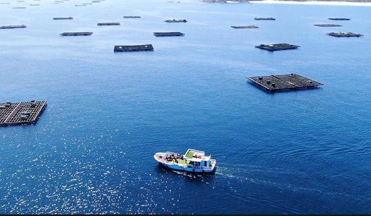 Paseo en Barco Por la Ría de Vigo Con Degustacia de Mejillones ...