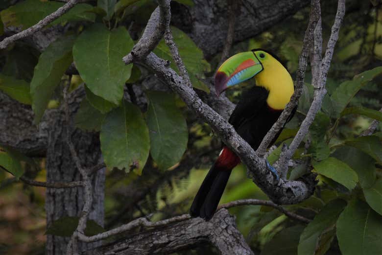 Avistamiento de Aves en el Camino del Oleoducto de Gamboa, Ciudad ...