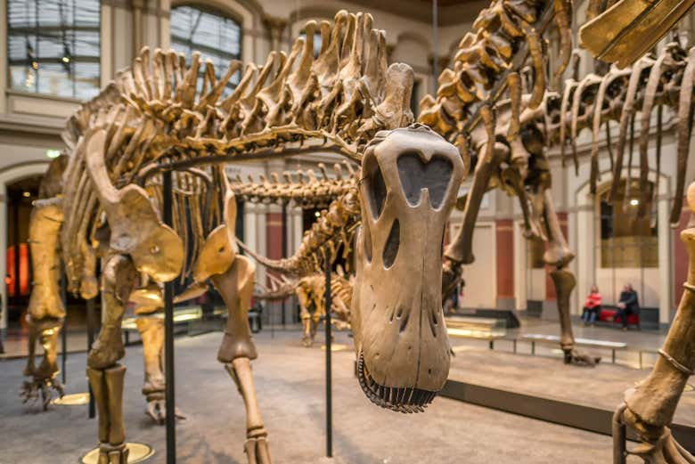 Entradas Al Museo de Historia Natural Con Audioguía, Berlín
