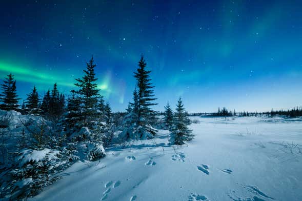 Paseo Con Raquetas de Nieve Bajo la Aurora Boreal En Oivalo - Civitatis