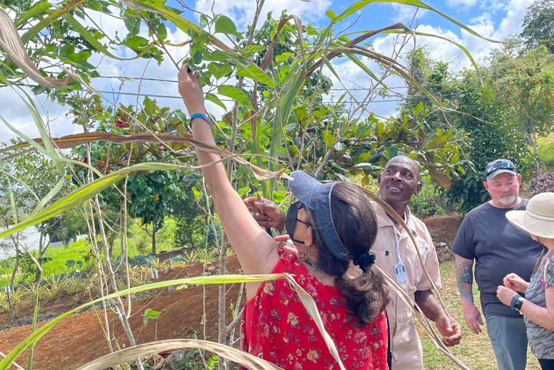 Visita A Una Granja de Hierbas Jamaicanas en Ocho Ríos - Civitatis ...