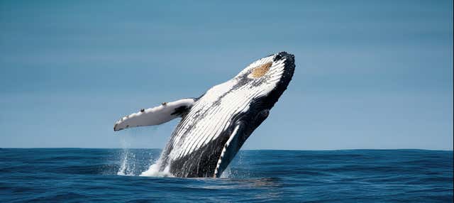 Excursión de 2 Días a la Costa de Michoacán Desde Morelia + ...