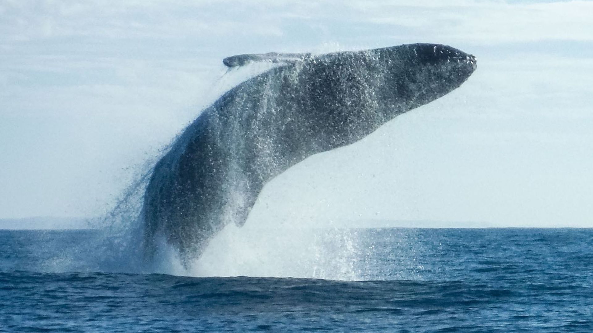 Observación de Ballenas en Puerto Angel - Ruta21.MX