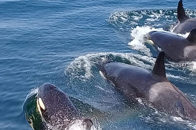 Experiencia de Avistamiento de Ballenas y Delfines en la Costa ...