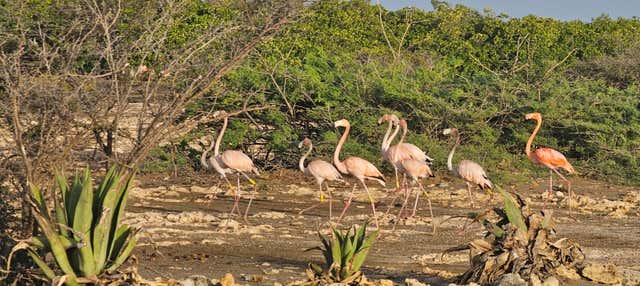 Flamingo manchas + snorkel en Bonaire, Kralendijk - Civitatis