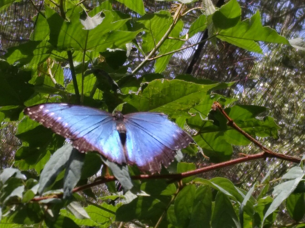 Entrada al Mariposario Andoke en Cali con guía 2025