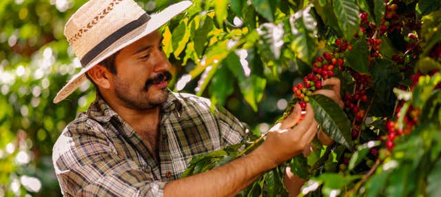Ruta de Café con aroma de mujer en 8 días por el Eje Cafetero...